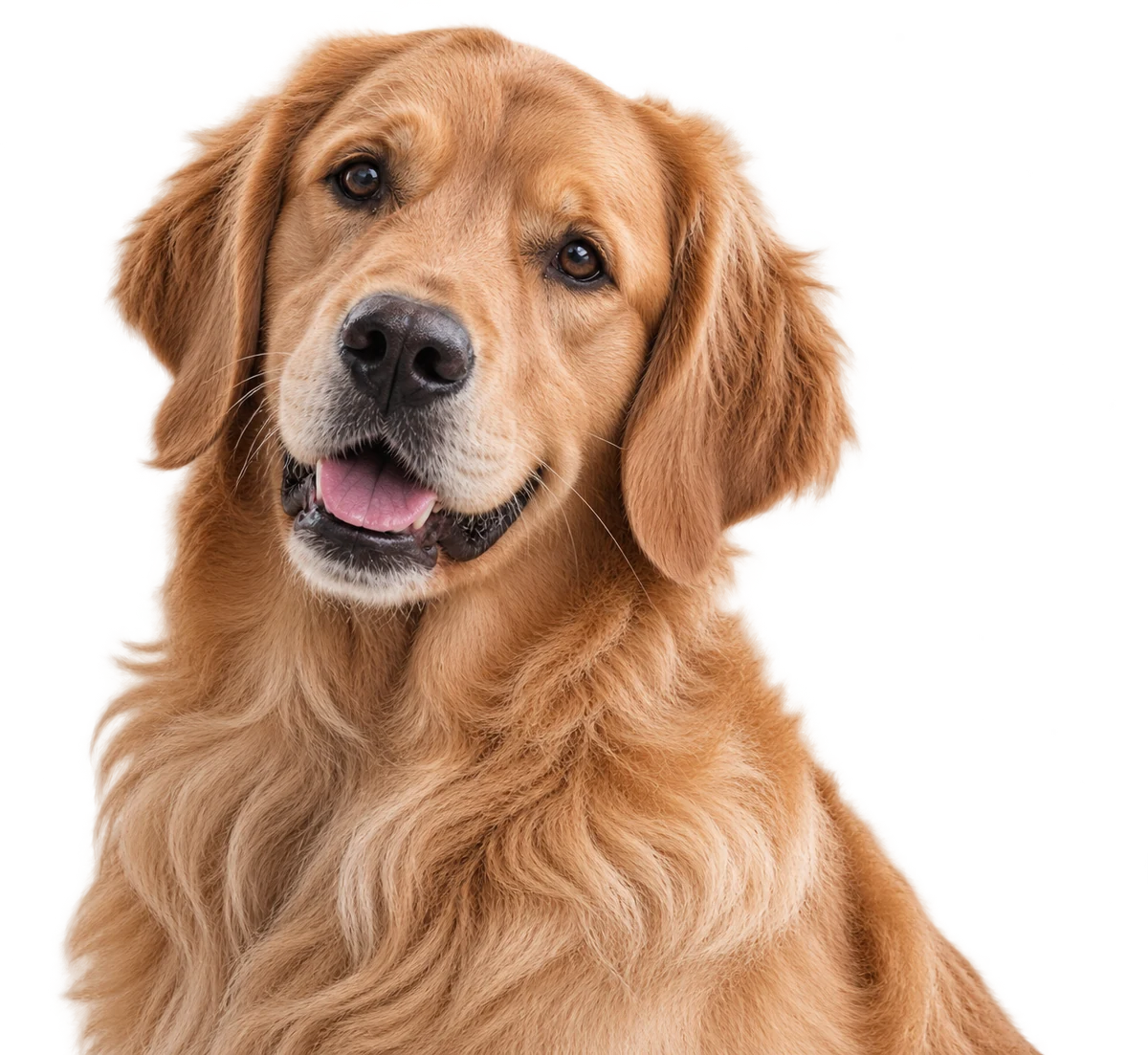 Golden Retriever mit frisch gepflegtem, glänzendem Fell